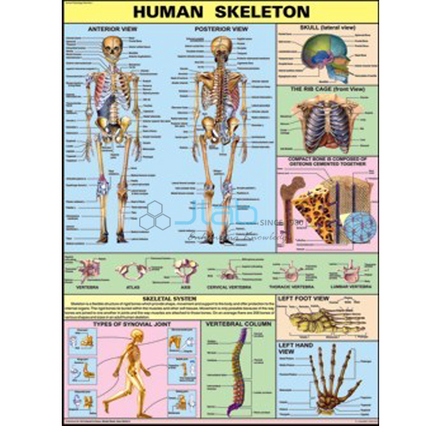Human Physiology Charts